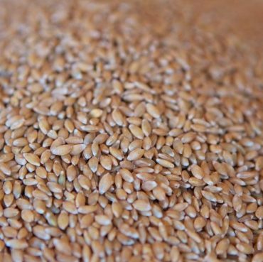 Einkorn wheat