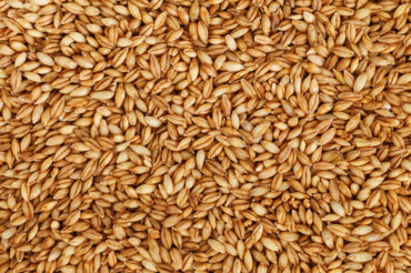 BARLEY